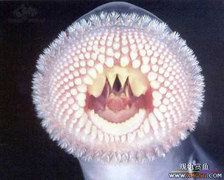 [��ͼ]��Ȼ��Ŀֲ��Ĵ���