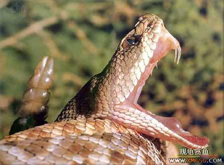 [��ͼ]��Ȼ��Ŀֲ��Ĵ���