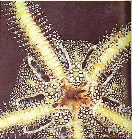 [��ͼ]��Ȼ��Ŀֲ��Ĵ���