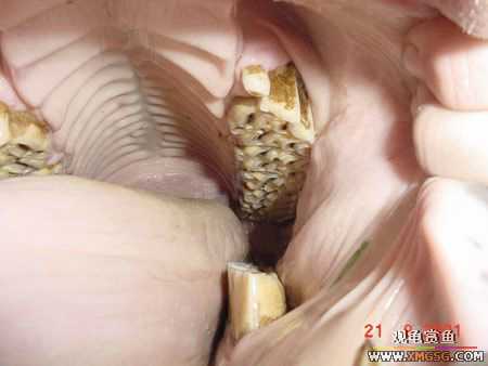 [��ͼ]��Ȼ��Ŀֲ��Ĵ���