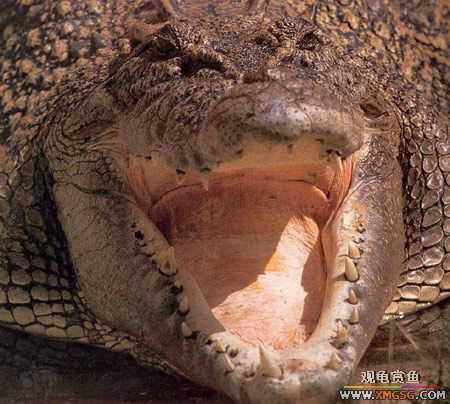 [��ͼ]��Ȼ��Ŀֲ��Ĵ���