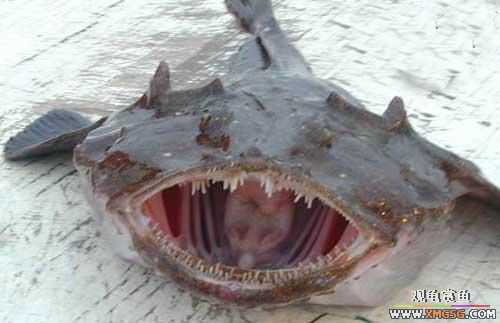 [��ͼ]��Ȼ��Ŀֲ��Ĵ���