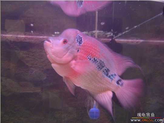 [����]������ת��һ��ˮͷ�޺�