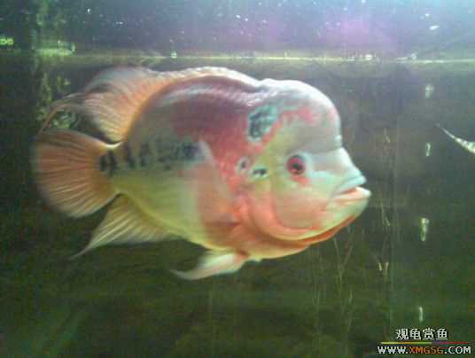 [����]������ת��һ��ˮͷ�޺�