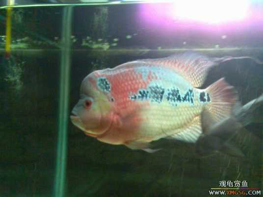 [����]������ת��һ��ˮͷ�޺�