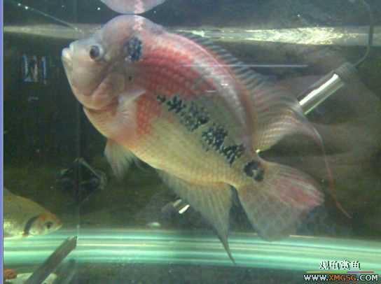 [����]������ת��һ��ˮͷ�޺�