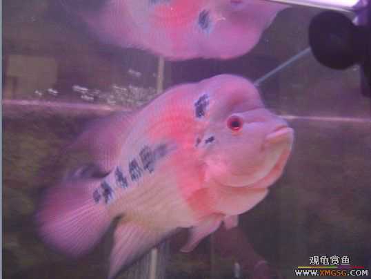 [����]������ת��һ��ˮͷ�޺�