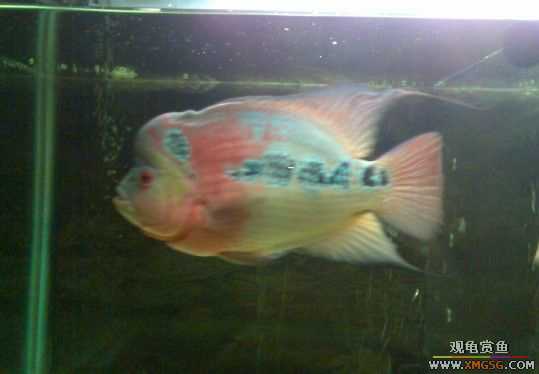 [����]������ת��һ��ˮͷ�޺�