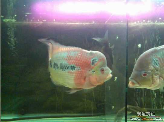 [����]������ת��һ��ˮͷ�޺�