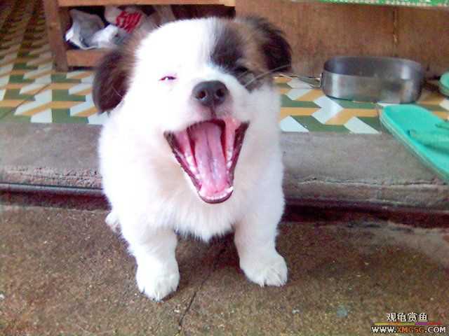 [��ͼ]��Ȼ��Ŀֲ��Ĵ���