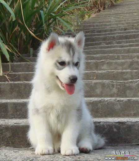 [ԭ��]�����ѣ�ת��һֻС����