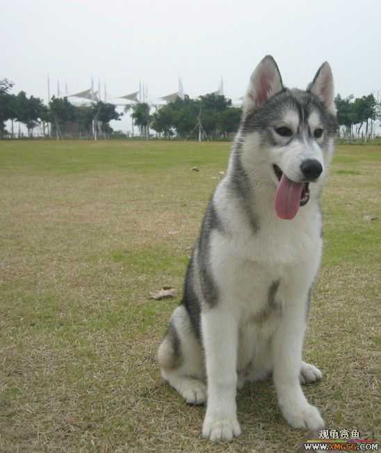 [ԭ��]�����ѣ�ת��һֻС����