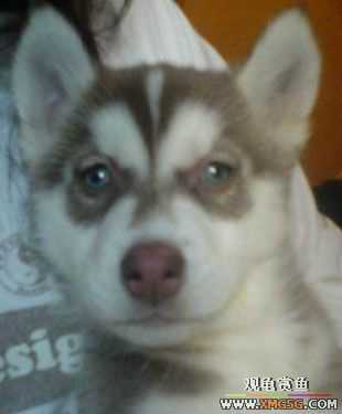 �������g�D׌����С��