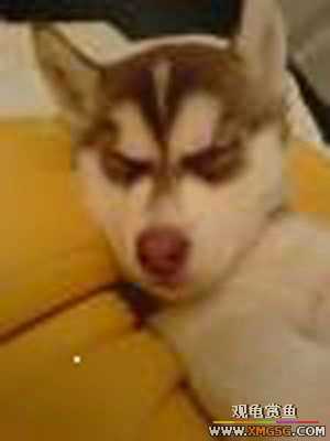 �������g�D׌����С��