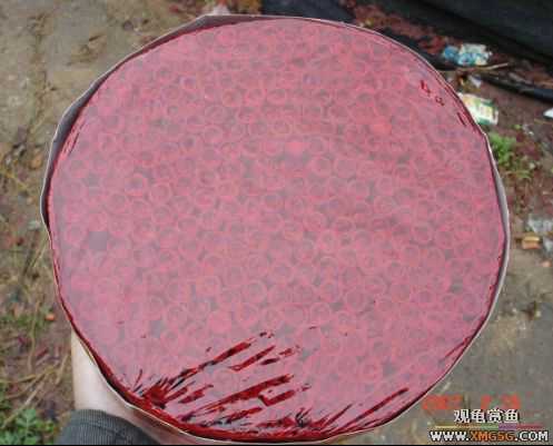 QQ 07 ����������