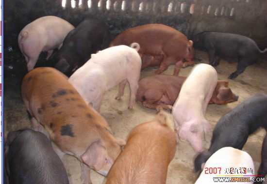 QQ 07 ����������