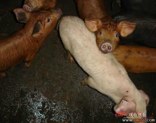 QQ 07 ����������