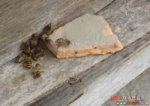 QQ 07 ����������