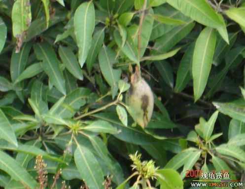 QQ 07 ����������