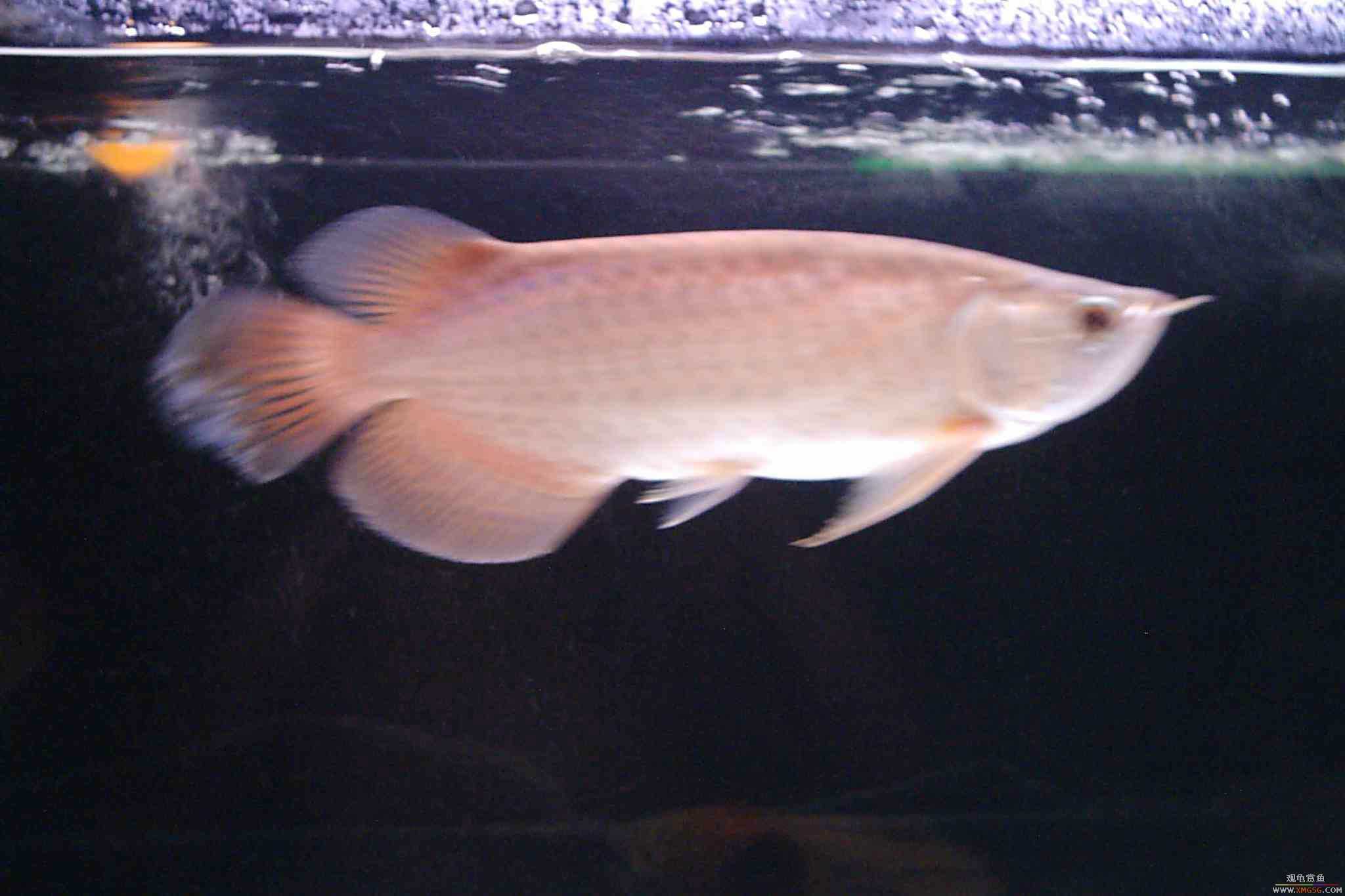 ���ų���35CM��������һ��~~~~