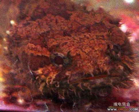 ���ת����ʨ����һͷ.