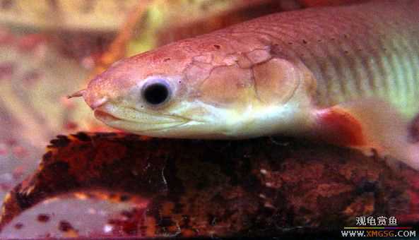 ���ת����ʨ����һͷ.