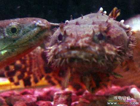 ���ת����ʨ����һͷ.