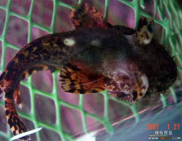 ���ת����ʨ����һͷ.