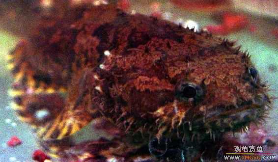 ���ת����ʨ����һͷ.