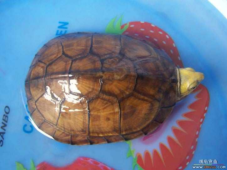 ����ƺ�4,�ò��ô���Լ���