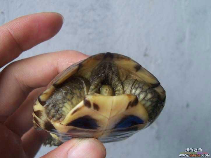 ����ƺ�4,�ò��ô���Լ���