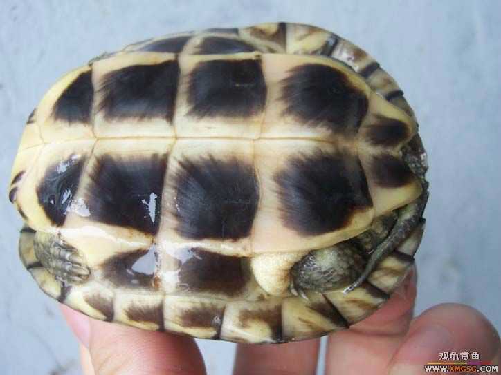 ����ƺ�4,�ò��ô���Լ���