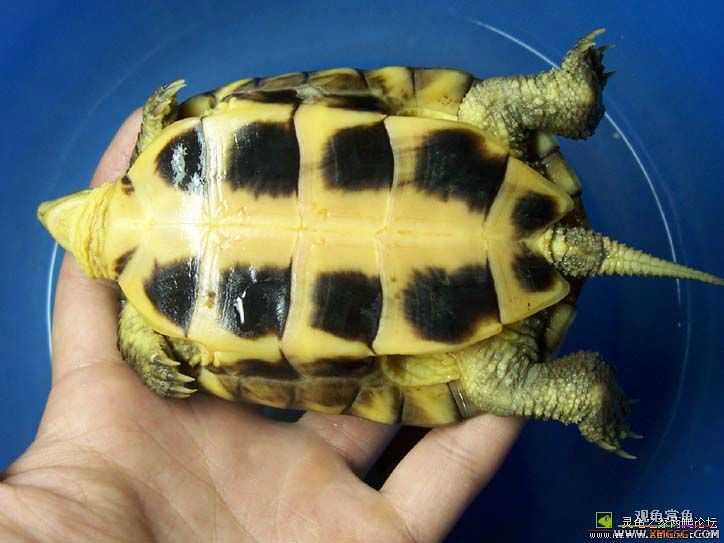 ����һֻ,��