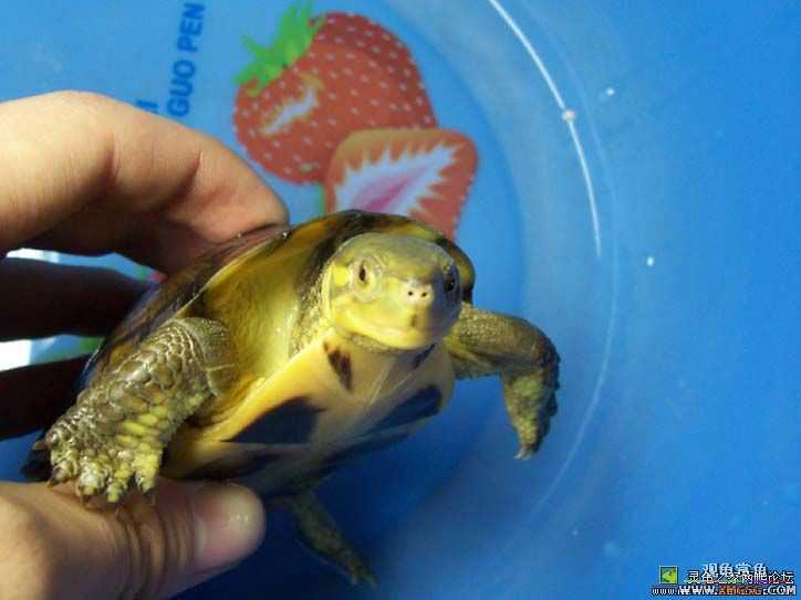 ����һֻ,��