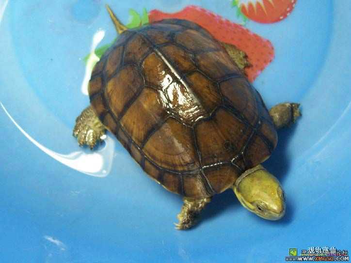 ����һֻ,��