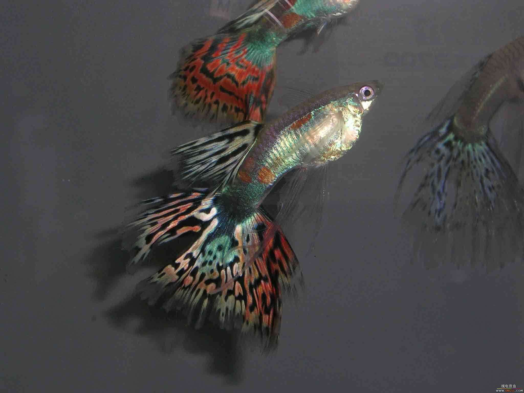 ����������β