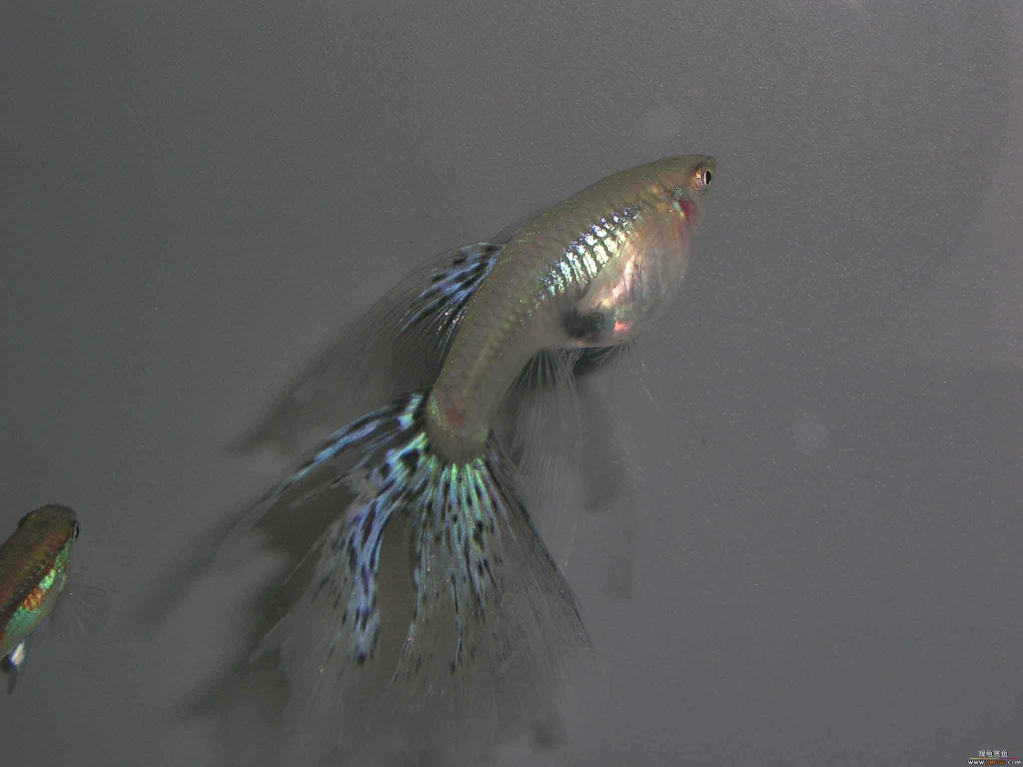 ����������β