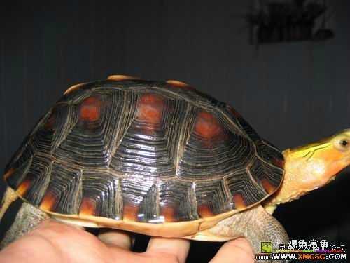 ת��һֻȫƷ��΢����Ե