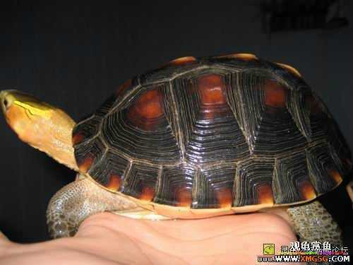 ת��һֻȫƷ��΢����Ե