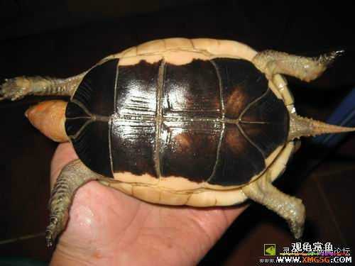 ת��һֻȫƷ��΢����Ե