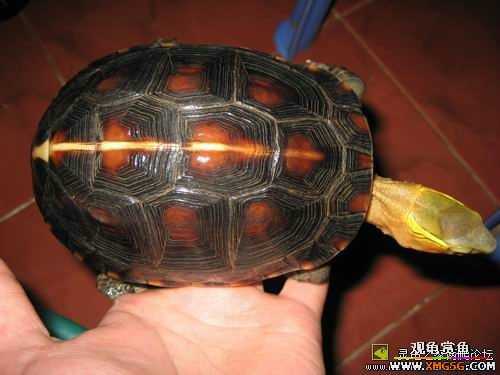 ת��һֻȫƷ��΢����Ե