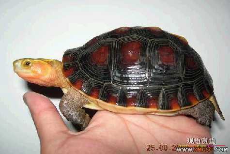 ��Ե ���� ����