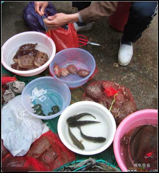 ʳɫ��Ҳ(����С���ѽ��ж���ʵ)