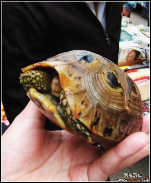 ʳɫ��Ҳ(����С���ѽ��ж���ʵ)