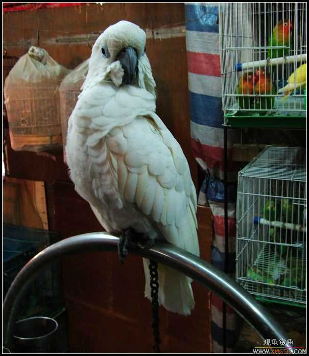 ʳɫ��Ҳ(����С���ѽ��ж���ʵ)