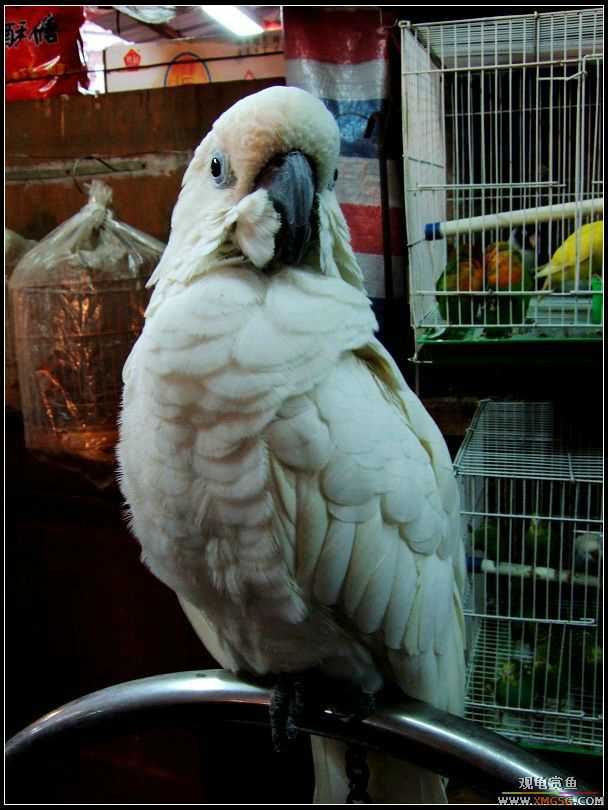 ʳɫ��Ҳ(����С���ѽ��ж���ʵ)