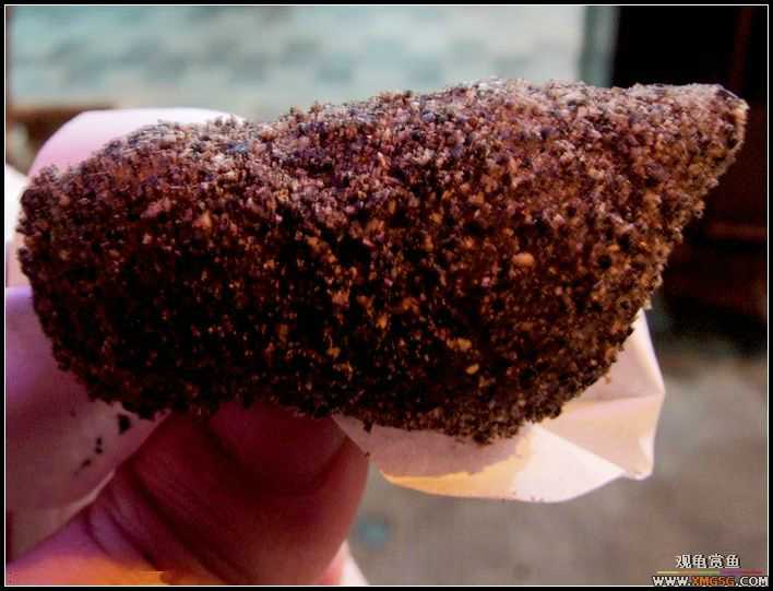 ʳɫ��Ҳ(����С���ѽ��ж���ʵ)