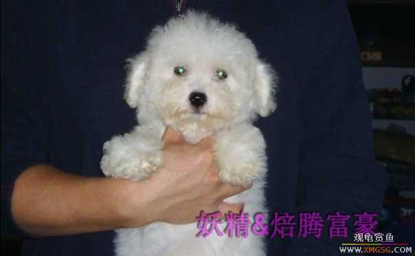 [ԭ��]���ֳԳԷ���