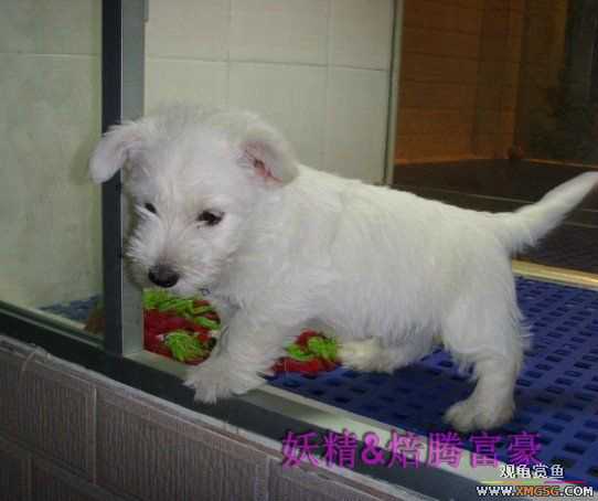 [ԭ��]���ֳԳԷ���