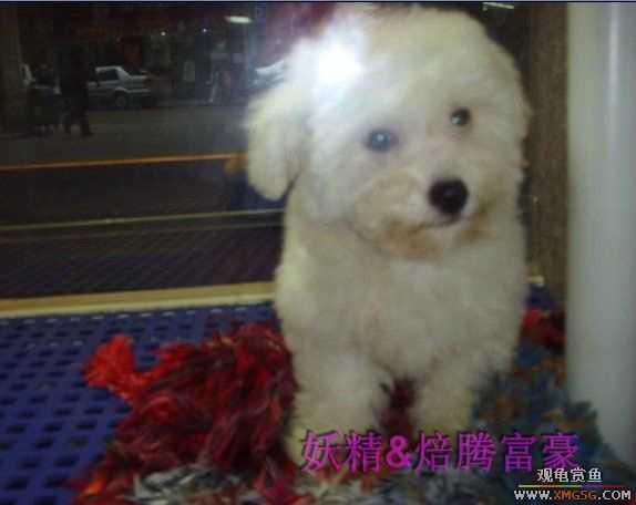 [ԭ��]���ֳԳԷ���